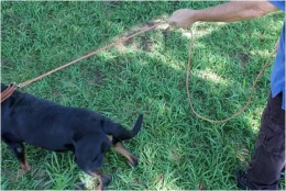 Guia de Couro 2,00 m X 10 mm