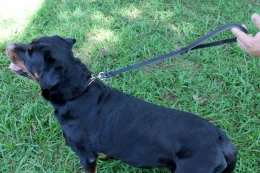 Guia de Couro 60 cm X 15 mm